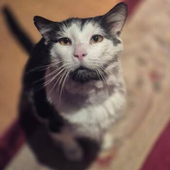 Ned -  Domestic Short Hair Cat for Adoption in Silver Spring, Maryland - Ned | PetCurious