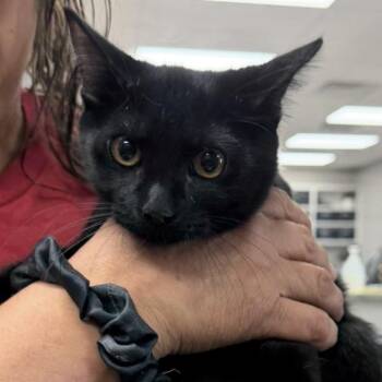 Panther -  Domestic Short Hair Cat for Adoption in Midland, Texas - Panther | PetCurious