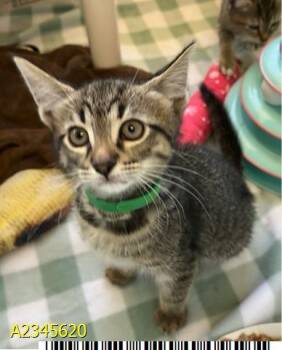 MEOWDONNA -  Domestic Short Hair Cat for Adoption in West Palm Beach, Florida - MEOWDONNA | PetCurious
