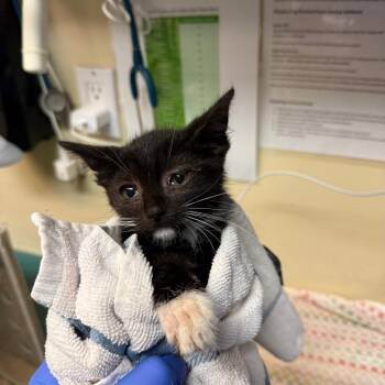 Domestic Short Hair Cats Available for Adoption in Pasadena, California - Pawdius | PetCurious