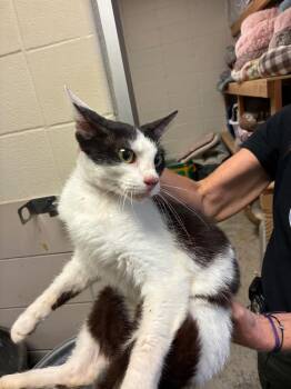 Seraphine -  Domestic Short Hair Cat for Adoption in Bossier City, Louisiana - Seraphine | PetCurious