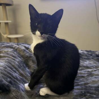 Grumpy -  Domestic Short Hair Cat for Adoption in Gladstone, Oregon - Grumpy | PetCurious