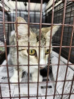 Domestic Medium Hair Cats Available for Adoption in San Antonio, Texas - MAMA | PetCurious