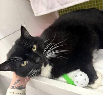 Domestic Short Hair Cats Available for Adoption in Kansas City, Missouri - Meatball | PetCurious