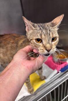 Pickles -  Domestic Short Hair Cat for Adoption in Little Rock, Arkansas - Pickles | PetCurious