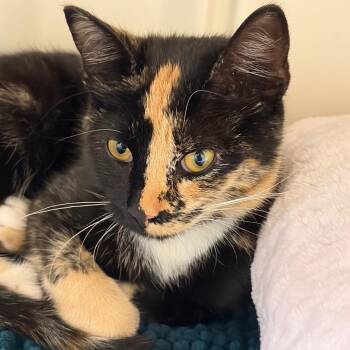 Veronica -  Domestic Short Hair Cat for Adoption in Greensboro, Georgia - Veronica | PetCurious
