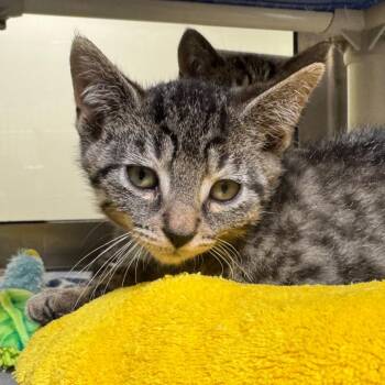 Dramamine -  Domestic Short Hair Cat for Adoption in York, Pennsylvania - Dramamine | PetCurious