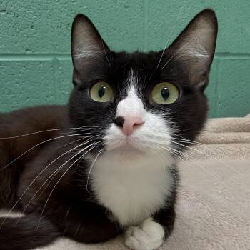 Rescue Domestic Short Hair Cats for Adoption in Latrobe, Pennsylvania - Ivy | PetCurious