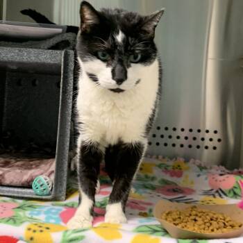 Domestic Short Hair Cats Available for Adoption - Christian | PetCurious