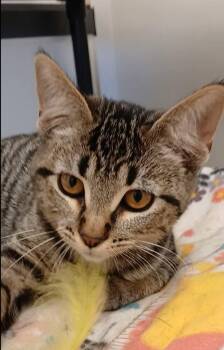 Rapunzel -  Tabby and Domestic Short Hair Cat for Adoption in Bay City, Michigan - Rapunzel | PetCurious