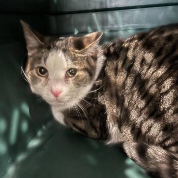 Domestic Short Hair Cats Available for Adoption - Carmie | PetCurious