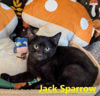 Jack Sparrow -  Domestic Short Hair Cat for Adoption in Seven Valleys, Pennsylvania - Jack Sparrow | PetCurious