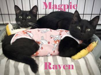Magpie & Raven -  Domestic Short Hair Cat for Adoption in Shawnigan Lake, British Columbia - Magpie & Raven | PetCurious