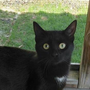 Domestic Short Hair Cats Available for Adoption in Middlebury, Vermont - Baby | PetCurious