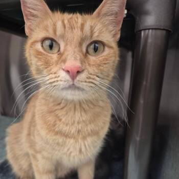 American Shorthair Cats Available for Adoption in Kingman, Kansas - Solana | PetCurious