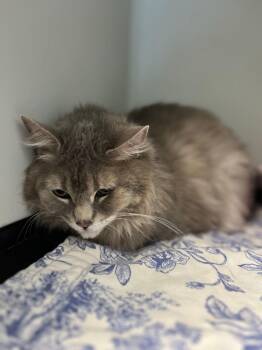 Domestic Short Hair Cats Available for Adoption in Kingman, Arizona - Lily | PetCurious