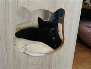 JOJO -  Domestic Long Hair Cat for Adoption in Charlotte, North Carolina - JOJO | PetCurious