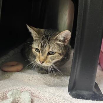 Asia -  Domestic Short Hair Cat for Adoption in Brookfield, Missouri - Asia | PetCurious