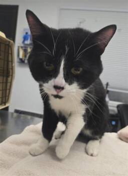 Domestic Short Hair Cats Available for Adoption in Montreal, Quebec - Comčte | PetCurious