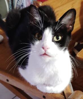 Sky -  Domestic Short Hair Cat for Adoption in San Jacinto, California - Sky | PetCurious