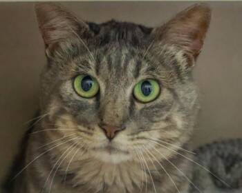 SAGE -  Domestic Short Hair Cat for Adoption in Loveland, Colorado - SAGE | PetCurious