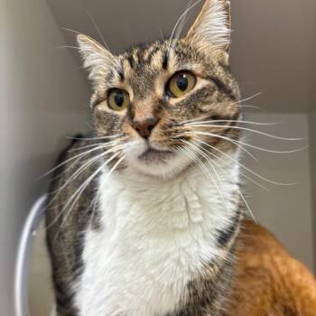Domestic Short Hair Cats Available for Adoption - Bella | PetCurious