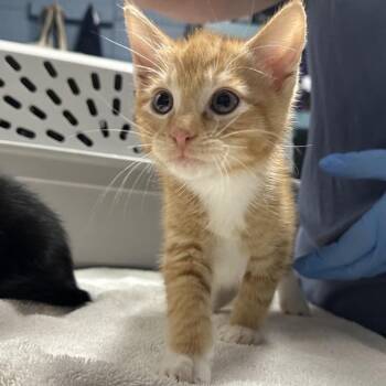 Kronk -  Domestic Short Hair Cat for Adoption in Providence, Rhode Island - Kronk | PetCurious