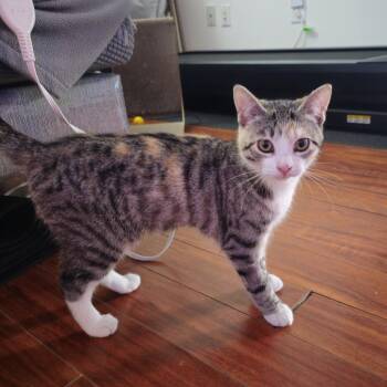 Domestic Short Hair Cats Available for Adoption in Merrifield, Virginia - Margarita McKenzie | PetCurious