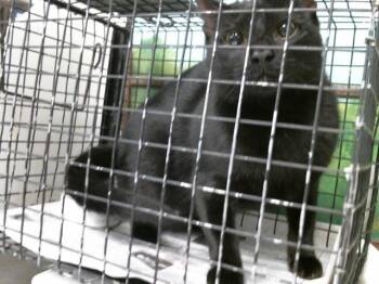 Domestic Short Hair Cats Available for Adoption in Houston, Texas - YANQUEL | PetCurious