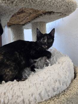 Penny -  Domestic Short Hair Cat for Adoption in Prineville, Oregon - Penny | PetCurious