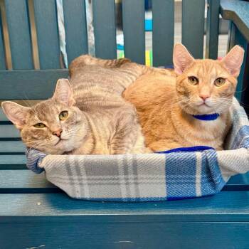 Domestic Short Hair Cats Available for Adoption in Lakeland, Florida - Cookie | PetCurious