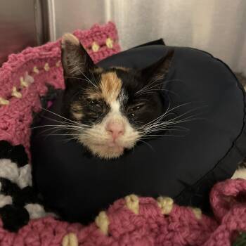 Domestic Short Hair Cats Available for Adoption - Twiggy | PetCurious