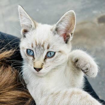 Rescue Siamese Cats for Adoption in Sacramento, California - Henry & Willow (bonded Pair) | PetCurious