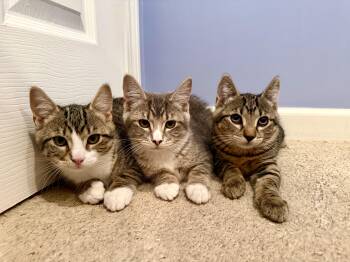 Kittens Kimmy, Timmy and Mocha -  Domestic Short Hair Cat for Adoption in Westbrook, Connecticut - Kittens Kimmy, Timmy And Mocha | PetCurious