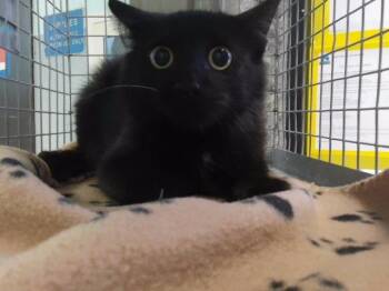 DIVA DAVE -  Domestic Long Hair Cat for Adoption in Tulsa, Oklahoma - DIVA DAVE | PetCurious