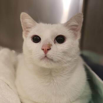 Domestic Short Hair Cats Available for Adoption in Briarcliff Manor, New York - Applesauce | PetCurious