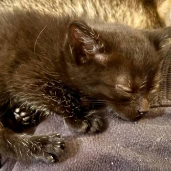 Jasper (in Stevensville, MD) -  Domestic Short Hair Cat for Adoption - Jasper (in Stevensville, MD) | PetCurious