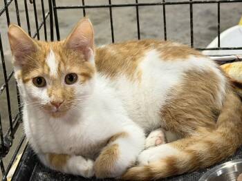 Pinto -  Domestic Short Hair Cat for Adoption in Stockholm, Wisconsin - Pinto | PetCurious