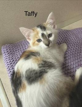 Taffy -  Domestic Short Hair Cat for Adoption in Ulster, Pennsylvania - Taffy | PetCurious
