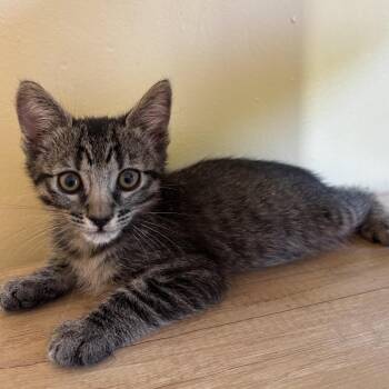 Hank -  Domestic Short Hair Cat for Adoption in Los Angeles, California - Hank | PetCurious