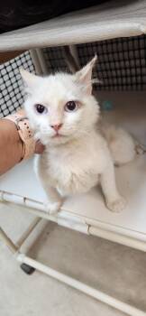 Cat 27604 (Meowly Cyrus) -  Siamese Cat for Adoption in Parlier, California - Cat 27604 (Meowly Cyrus) | PetCurious