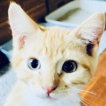 Rescue Domestic Short Hair Cats for Adoption in Jurupa Valley, California - Jerry | PetCurious