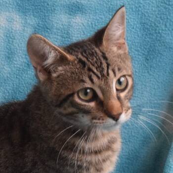 Rescue Domestic Short Hair Cats for Adoption in Eureka, California - Barron | PetCurious