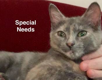 Rescue Domestic Short Hair Cats for Adoption in Baltimore, Maryland - Betty (Riverdale Litter) | PetCurious