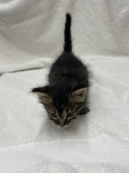 GooperBlooper -  Domestic Short Hair Cat for Adoption in Covington, Louisiana - GooperBlooper | PetCurious