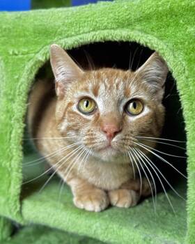 Rescue Domestic Short Hair Cats for Adoption in Ellenwood, Georgia - Reg | PetCurious