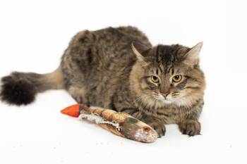 Domestic Medium Hair Cats Available for Adoption in Blair, Nebraska - Nate | PetCurious