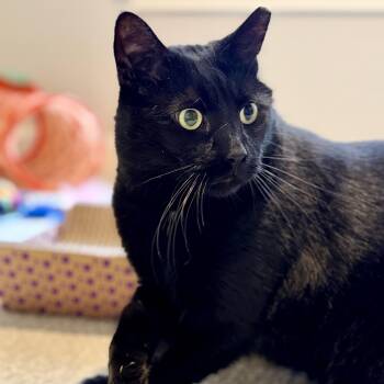 Binx -  Domestic Short Hair Cat Available for Adoption in Mantua Township, New Jersey - Binx | PetCurious