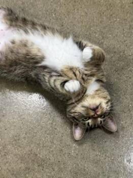 Domestic Short Hair Cats Available for Adoption in Cincinnati, Ohio - Roberta | PetCurious