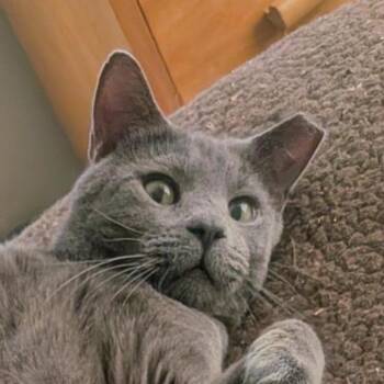 Chino Llanos -  Domestic Short Hair Cat for Adoption in Merrifield, Virginia - Chino Llanos | PetCurious